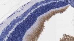 Lysine-Specific Demethylase 4C (JMJD2C) Rabbit anti-Human, Mouse, Polyclonal,